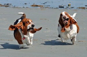 funny-running-basset-hound