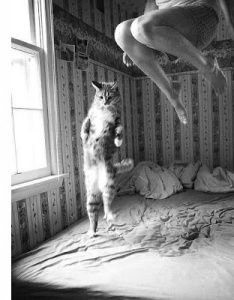 cat-jumping-on-the-bed
